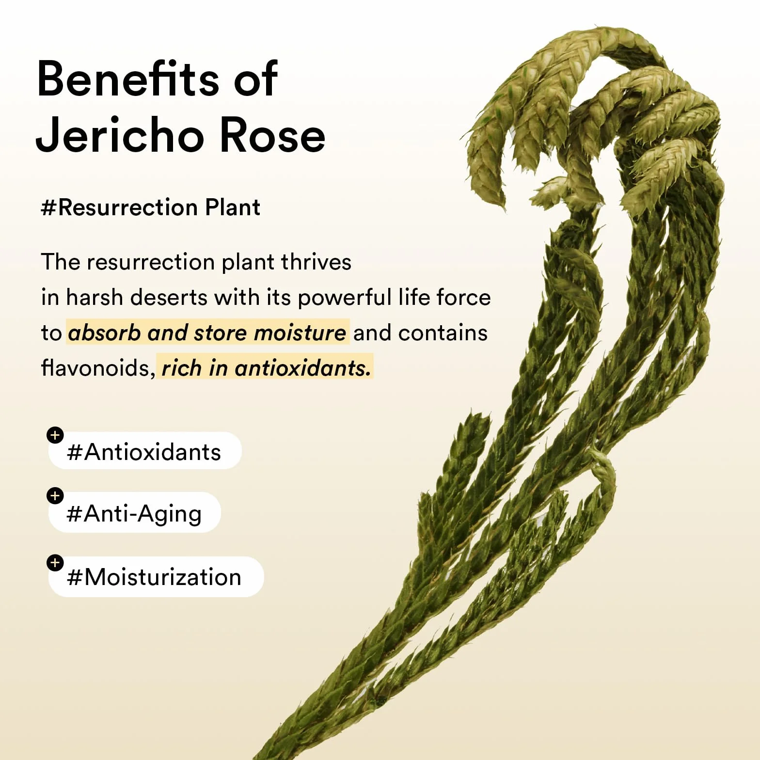 ABIB Collagen Eye Patch Jericho Rose Jelly 60 pcs - Maska pod oczy z kolagenem i różą Jericho