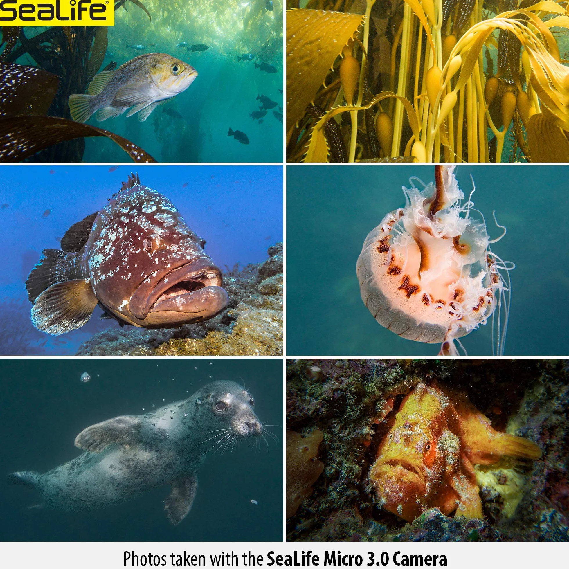 Sealife Micro 3.0 64 GB