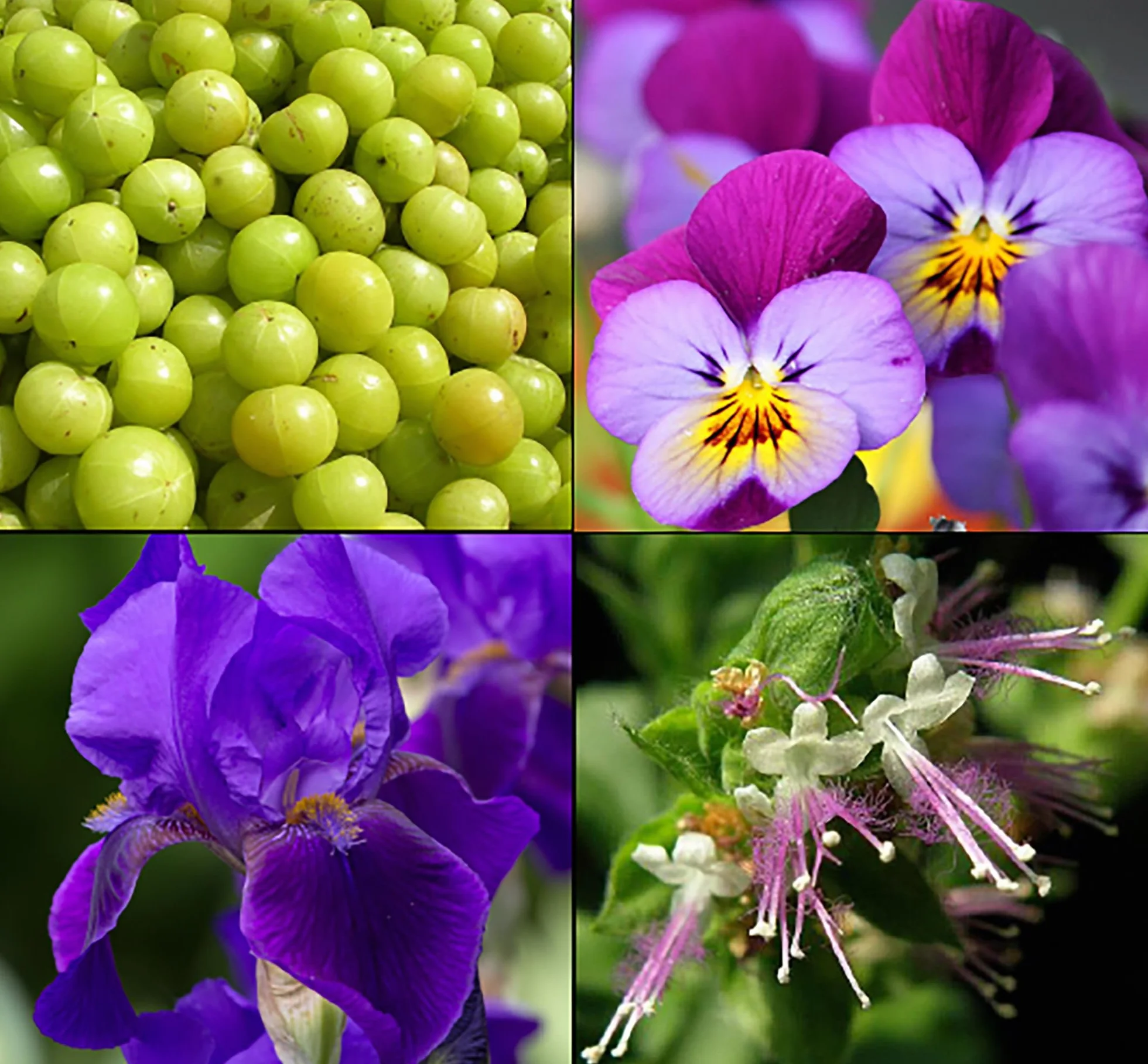 TESORI D'ORIENTE - kąpielówka "Ayurveda", aromatyczna kąpiel kremowa z owocami amla i paczulą, kremowa kąpiel do pielęgnacji ciała, rytuał wellness dla ciała i zmysłów, 40 ml