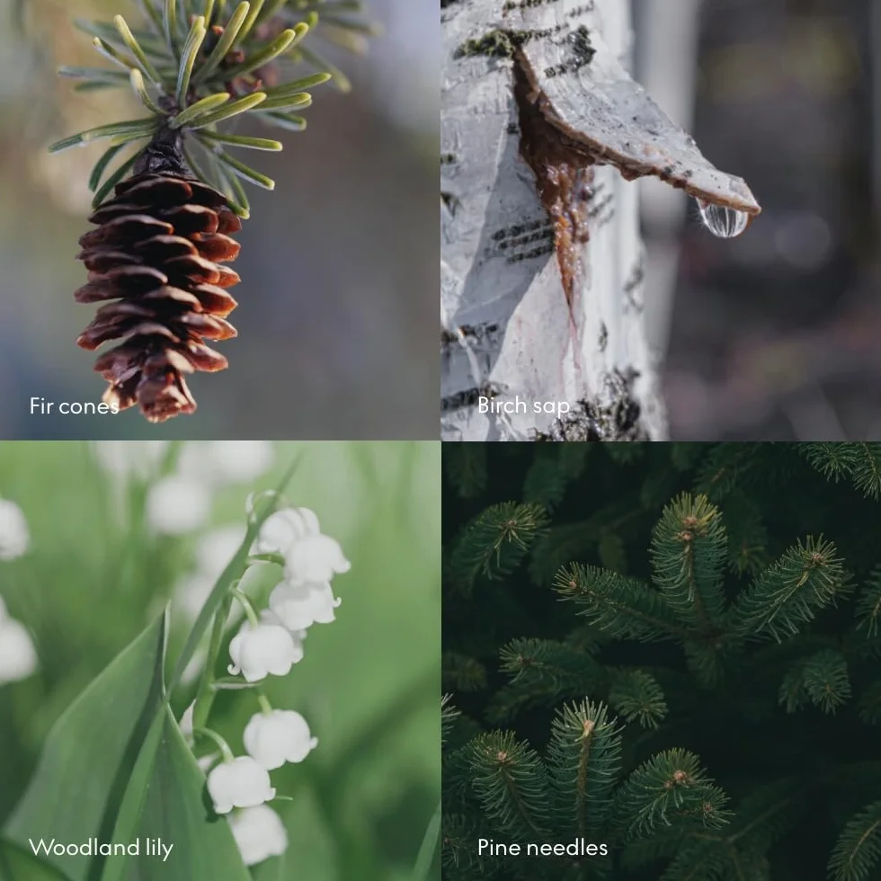 Skandinavisk Skog 'Wald' balsam do rąk i ciała, nuty zapachowe: igły sosnowe i szyszki jodłowe, sok brzozowy i konwalia, kolorowa szklana butelka z pompką, 200 ml