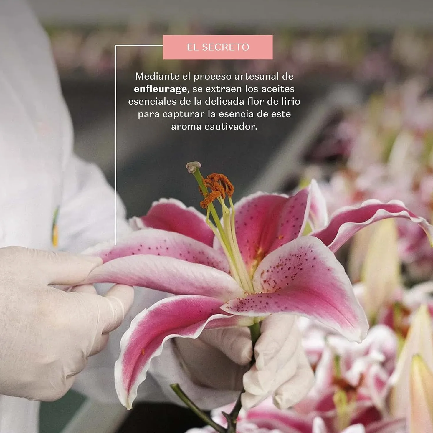 O Boticário Lily Zestaw Prezentowy Perfumy i Pielęgnacja Skóry z 3 Produktami | Krem Nawilżający Ciało, Perfumowany Olejek Do Ciała i Woda perfumowana