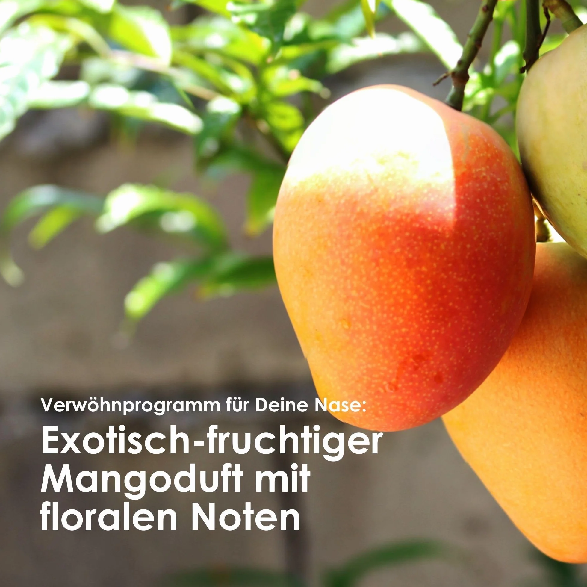 Jean & Len Curl Dream Mango And Matcha Szampon, 300 ml