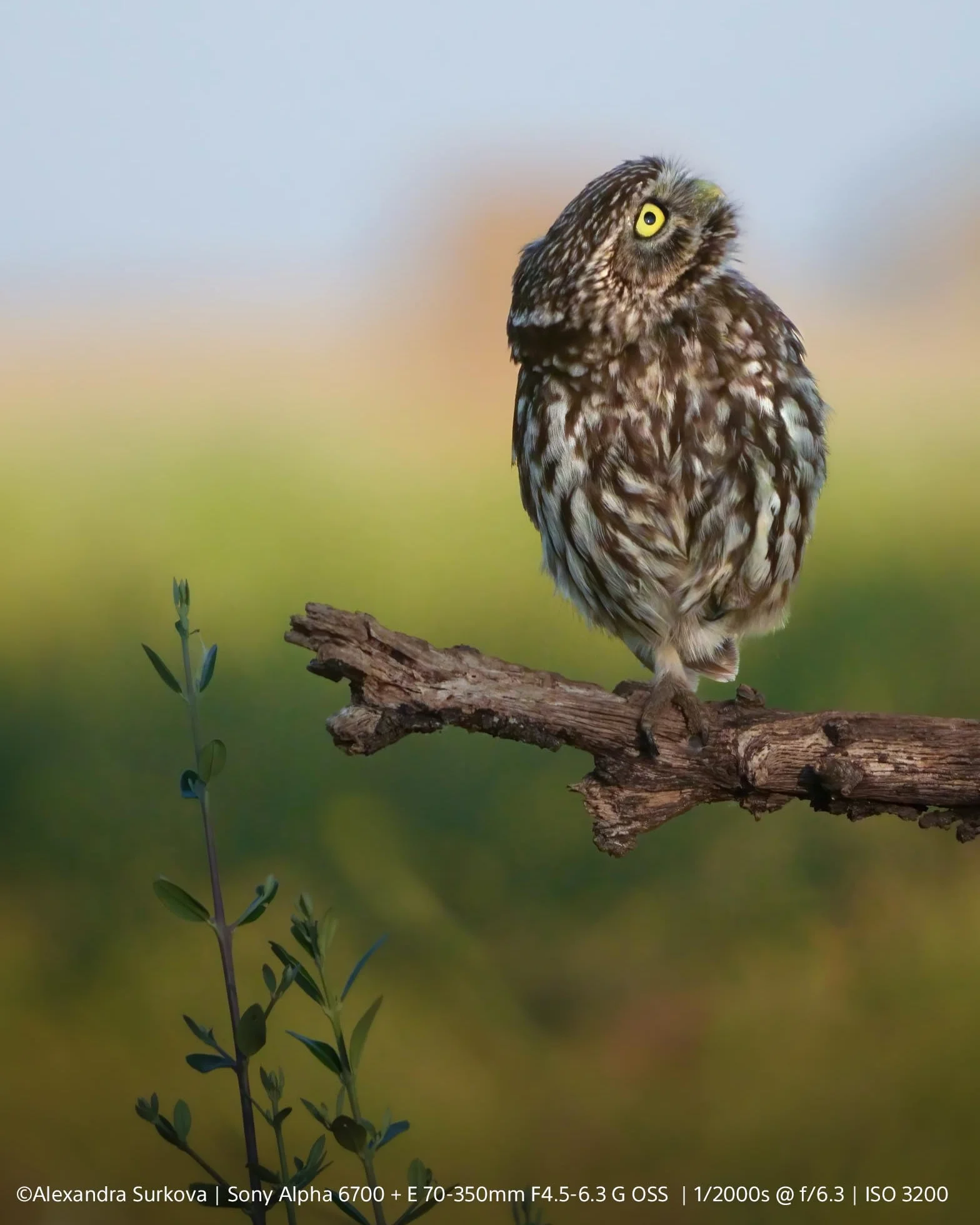 Sony Alpha 6700 bezlusterkowiec APS-C, 26 MP, AF z AI, wideo 4K 120p, 5-osiowa stabilizacja, odchylany ekran dotykowy — kompaktowy hybrydowy aparat dla twórców foto i wideo