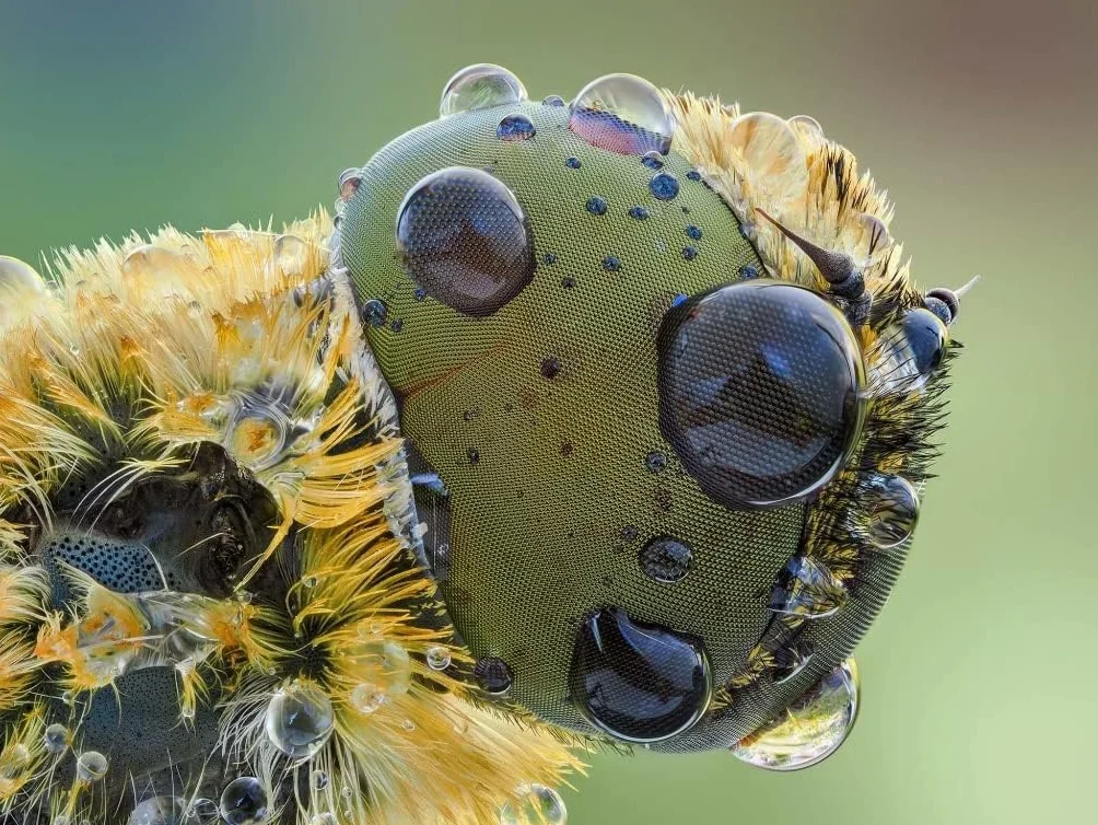 Obiektyw 25 mm f/2.8 2.5-5X Ultra Makro Ręczne ustawianie ostrości do aparatu Nikon Z