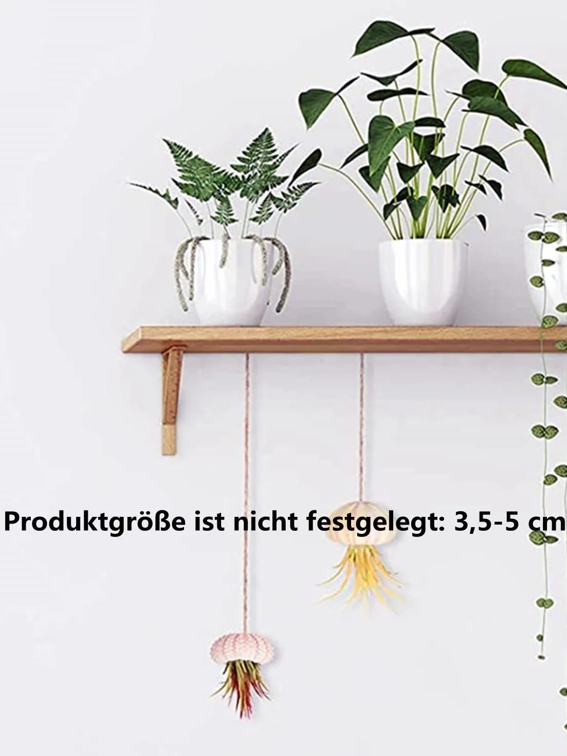 LATRAT 5 sztuk naturalnych muszli jeżowców, morska dekoracja do mikrokrajobrazu, dekoracji, majsterkowania, projektów rękodzielniczych